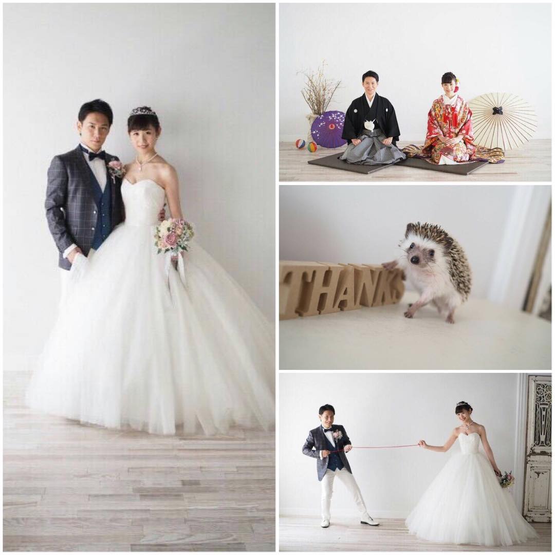 @arc_weddingさんにて前撮りをされたお客様のお写真です️.ウエディングドレスはチュールでボリュームがあり、ウエストはスッキリみえシルエットが綺麗ですねタキシードも上下アンカラーでカッコよく決まってますまた色打掛はピンク〜紫のグラデーションになっていて、明るいセットにとてもよく合っています.実はスタジオアークさん(渋谷店)とはご縁があり、当店のお衣装を借りてスタジオアークさんをご利用されるとたくさんの特典がありますいまなら【着付け、ヘアーメイク、撮影、データ1カット】が、無料なんですしかもここのカメラマンさんはとてもお人柄がよく信頼できる方ですよちなみに真ん中のハリネズミは【梅ちゃん】といいます.さらにさらに！！◇当店では挙式と同じドレスなら、前撮り時のウエディングドレスの持ち出し料がかかりません！(タキシードは別途料金)◇和装は前撮りだけ着たい！という方にもお得なプランご用意しております◇他にもスタジオさん、カメラマンさん、ヘアメイクさん、着付け師さん、ご紹介可能です️.ブライダルヒロならとってもお得に前撮りができちゃいます.#前撮り#ブライダルフォト#スタジオアーク#ウエディングドレス#ウエディングドレスレンタル#ブライダルヒロ#タキシード#タキシードレンタル#和装#和装前撮り#和装レンタル
